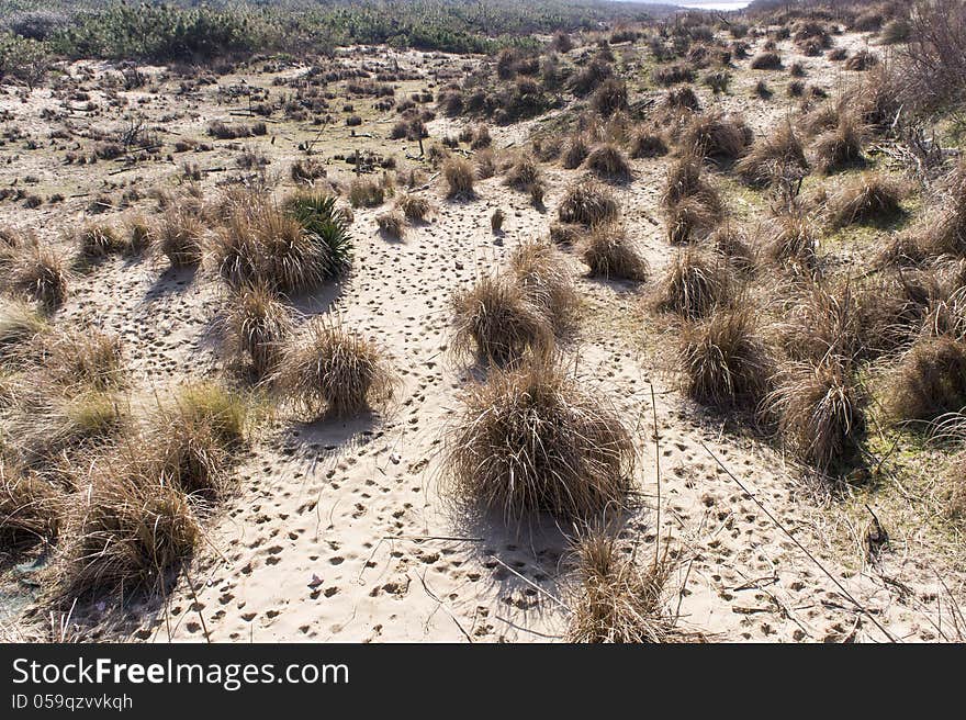 View of some dune of sand