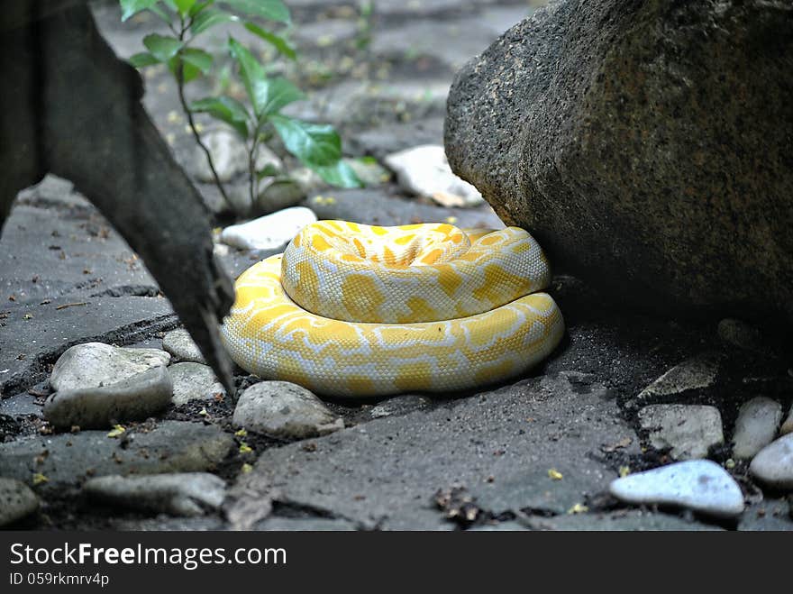 Burmese Python