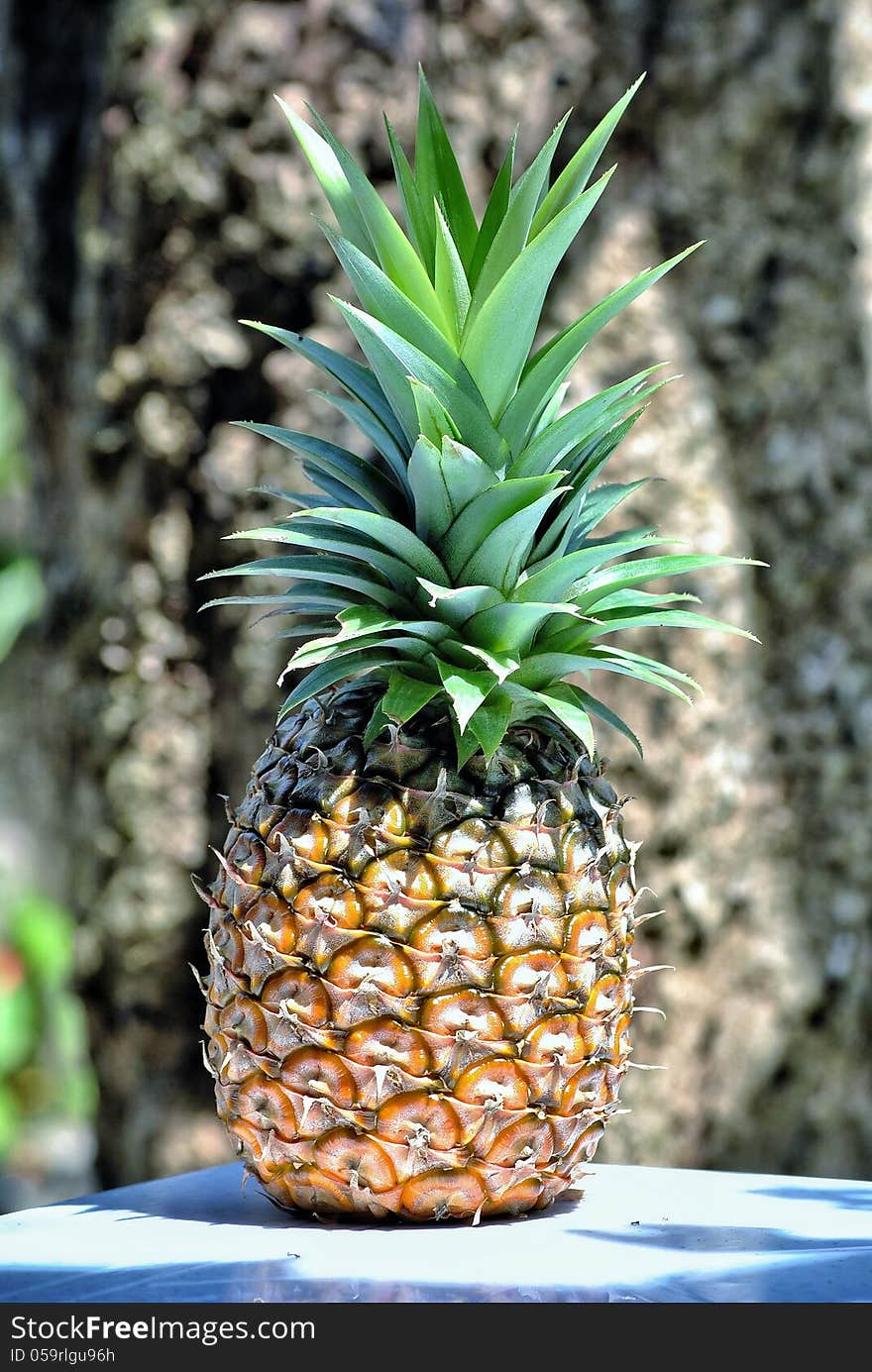 Ripe Pineapple