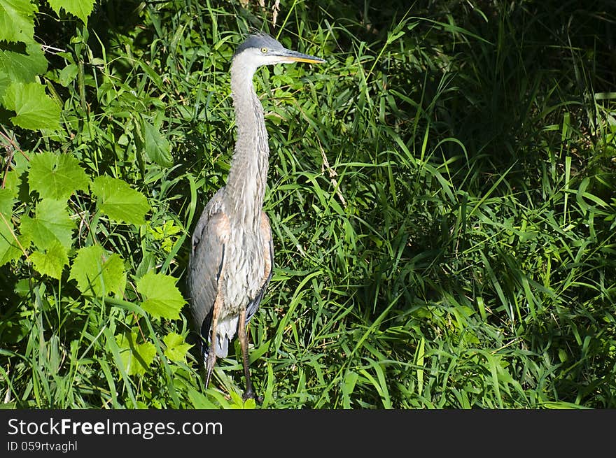 Heron