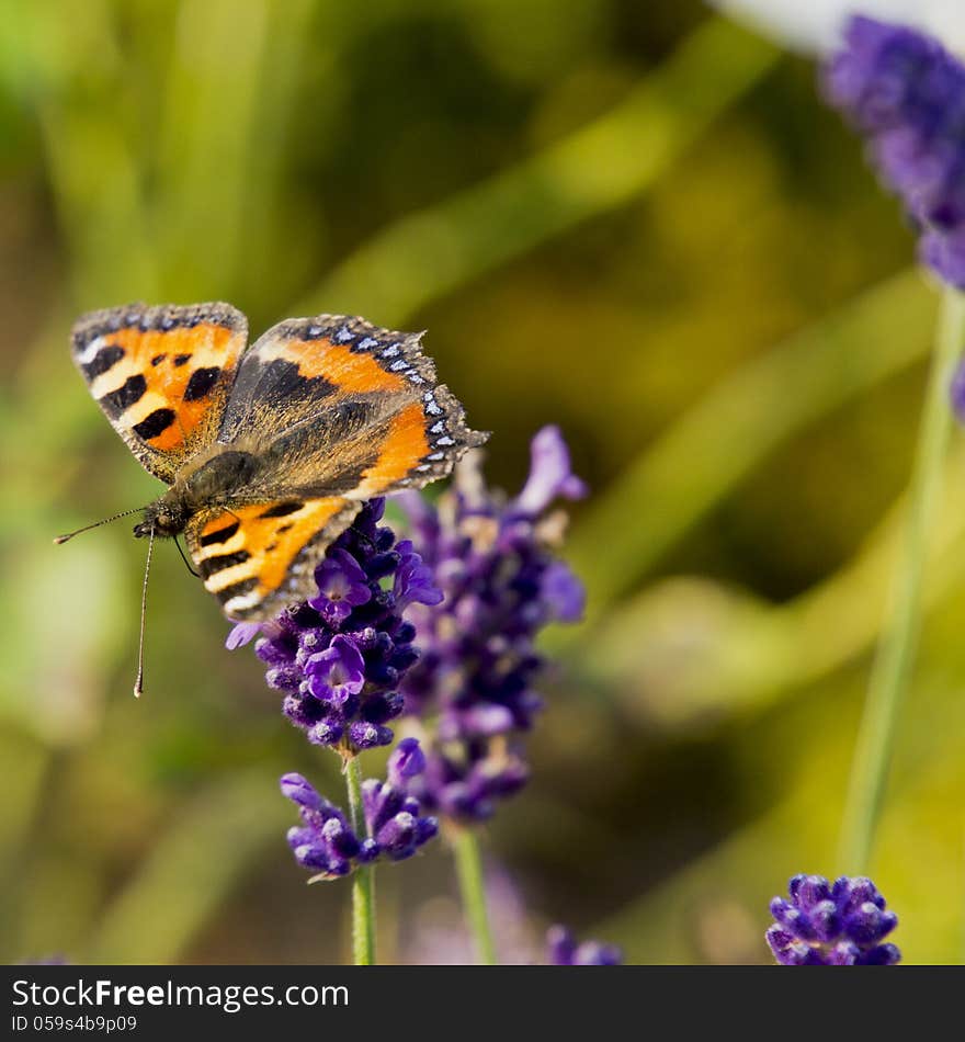 Closeup of a butterfly on lavender