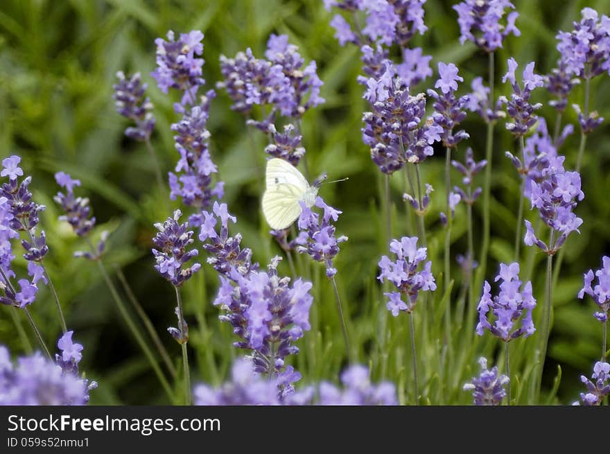 A white butterfly on lavender