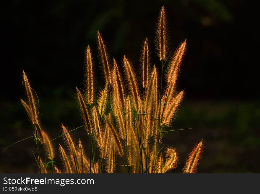 Flower grass being light evening.