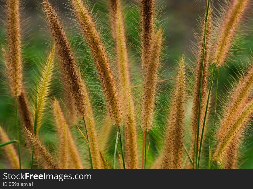 Flower grass evening relax time