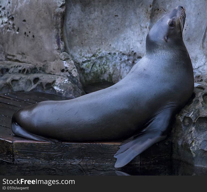 Big marine seal resting close to the water