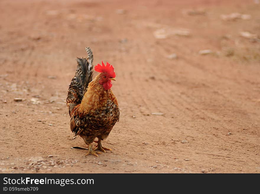 Bantam beautiful male with a long tail.