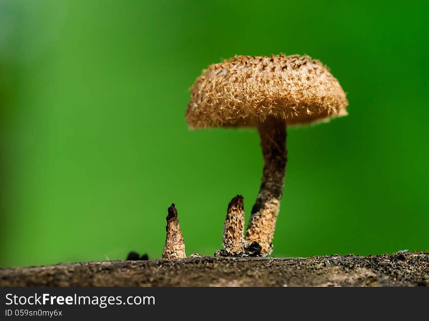 Forest mushrooms