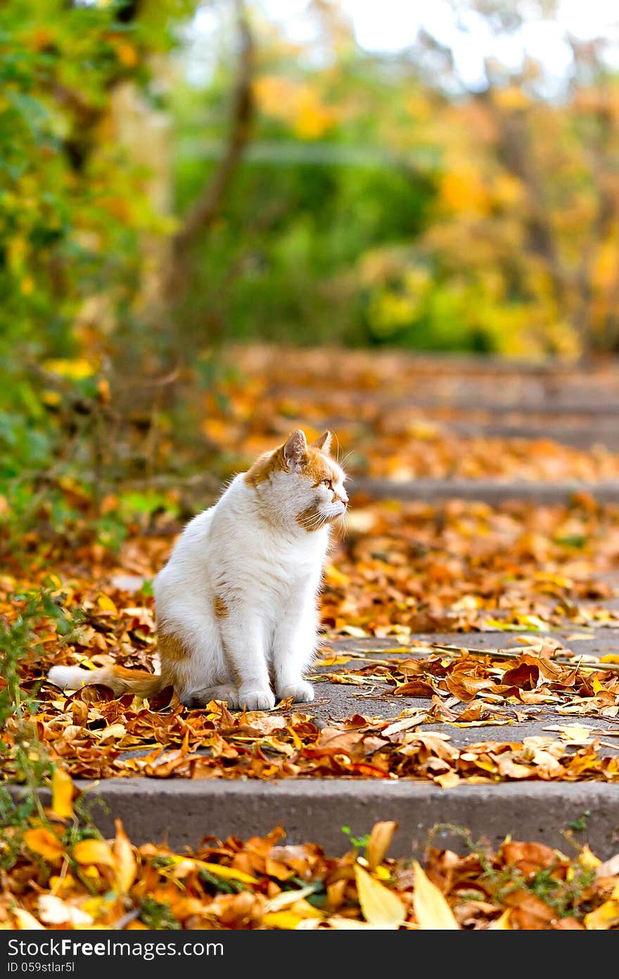 White cat sitting on a yellow leaves