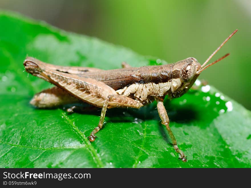 True macro of a grasshopper