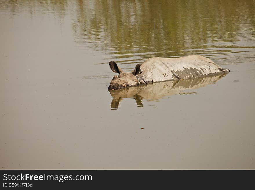 Rhinoceros Swiming