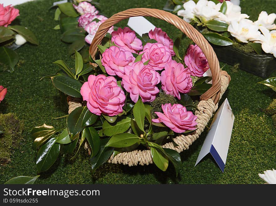 Camellia, flowers, exposition