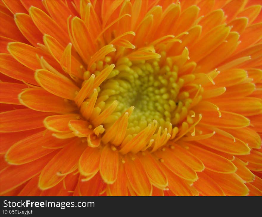 Orange and yellow flower, colorful. Orange and yellow flower, colorful.