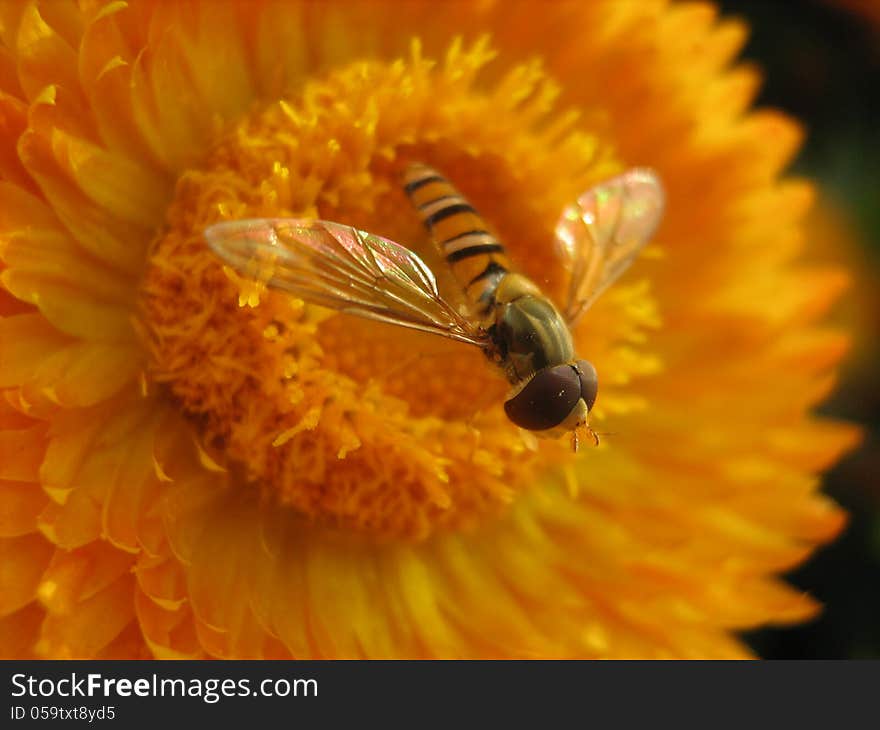 A macro of small honeybee flying away from a yellow flower, bee in focus.