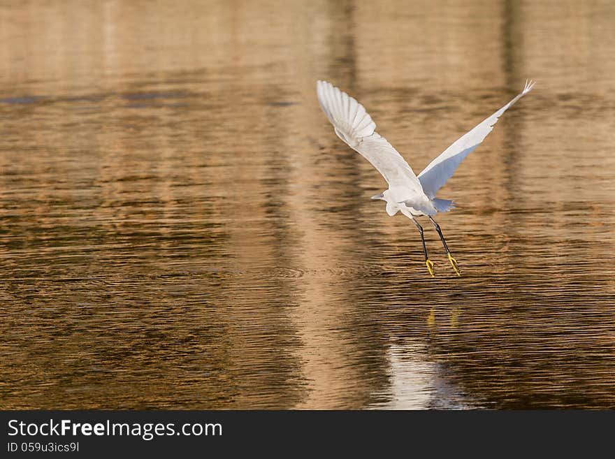 Little Egret in flight