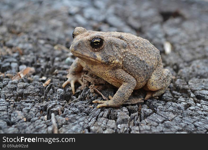 Sandy Toad