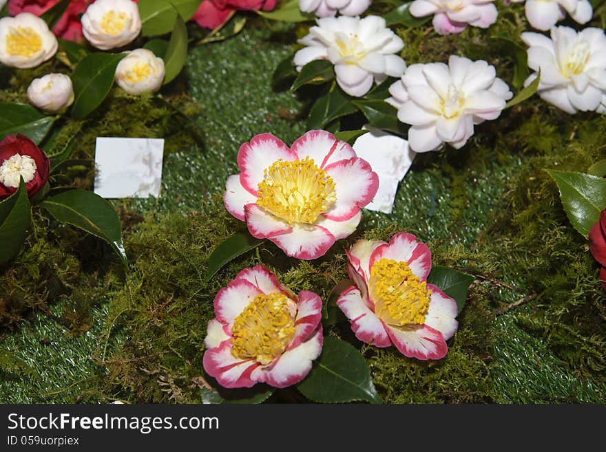 Exhibition, exposition of flowers, camellias different species. Exhibition, exposition of flowers, camellias different species