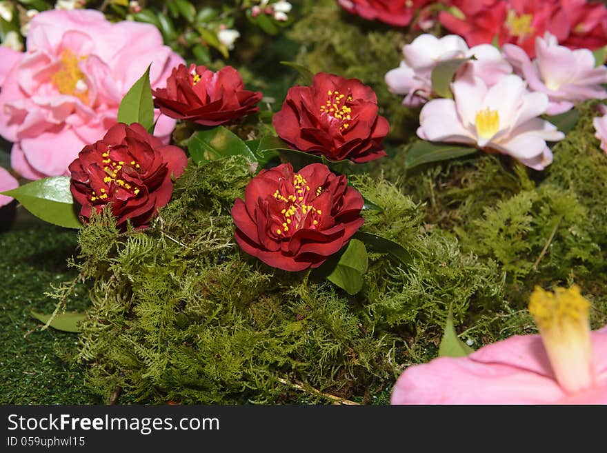 Exhibition, exposition of flowers, camellias different species. Exhibition, exposition of flowers, camellias different species