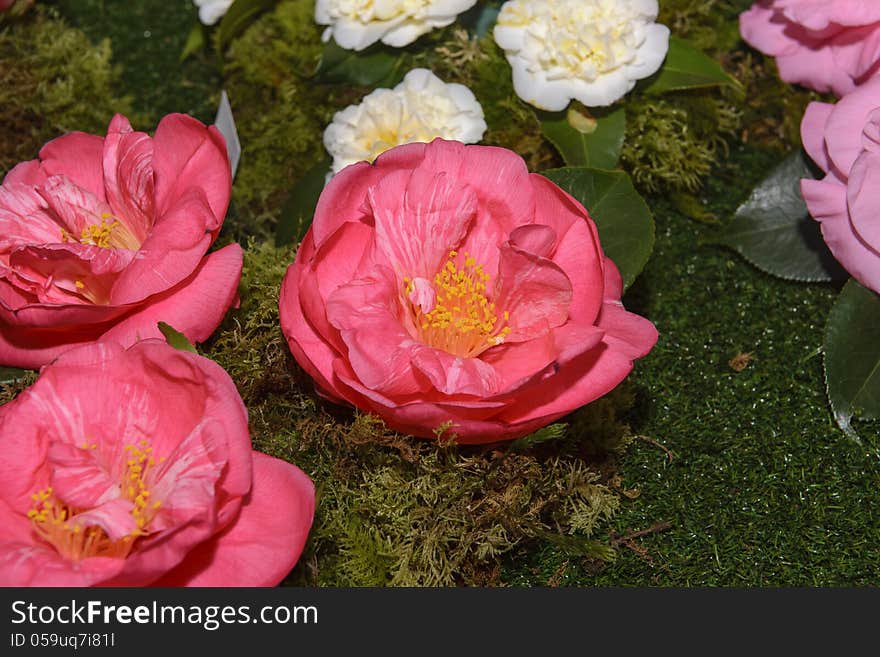 Exhibition, exposition of flowers, camellias different species. Exhibition, exposition of flowers, camellias different species