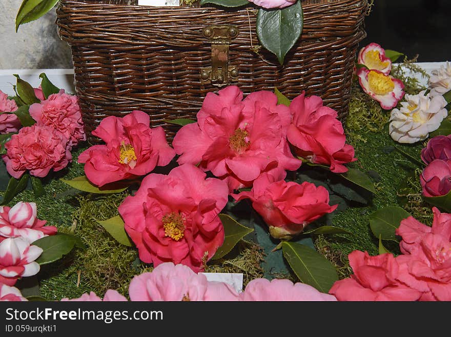 Exhibition, exposition of flowers, camellias different species. Exhibition, exposition of flowers, camellias different species