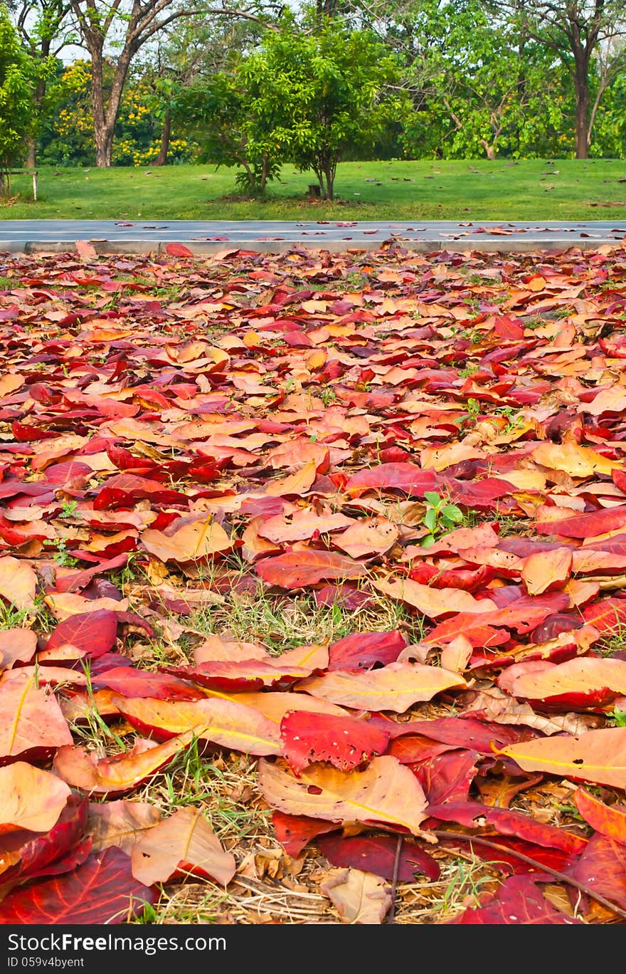 Red leaves of terminalia catappa in autumn