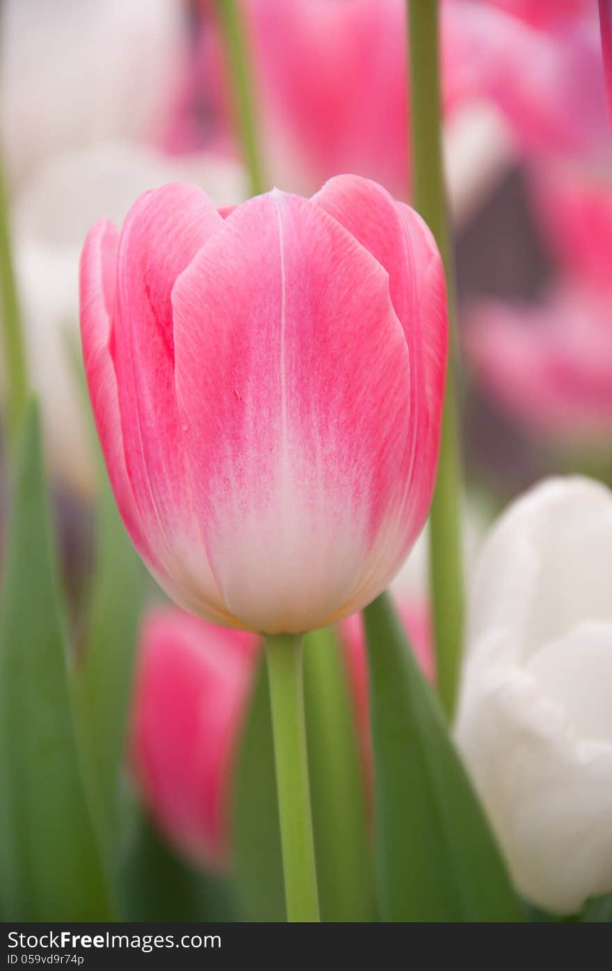 Pink tulip flora on the garden. Pink tulip flora on the garden