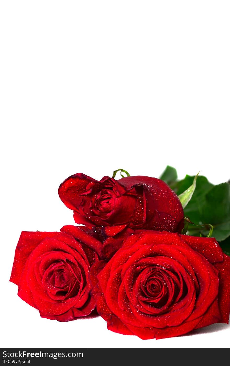 red roses with water droplets