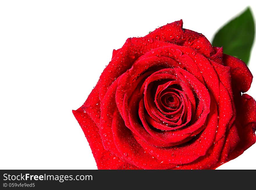 red roses with water droplets