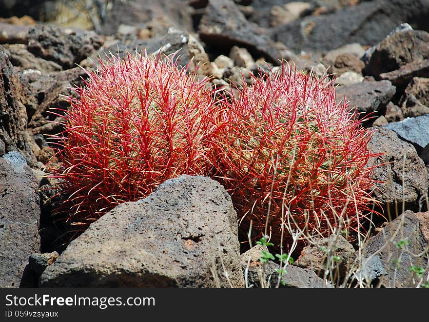 Pair of young Barrel cacti near Black Mountain, Henderson, Nevada