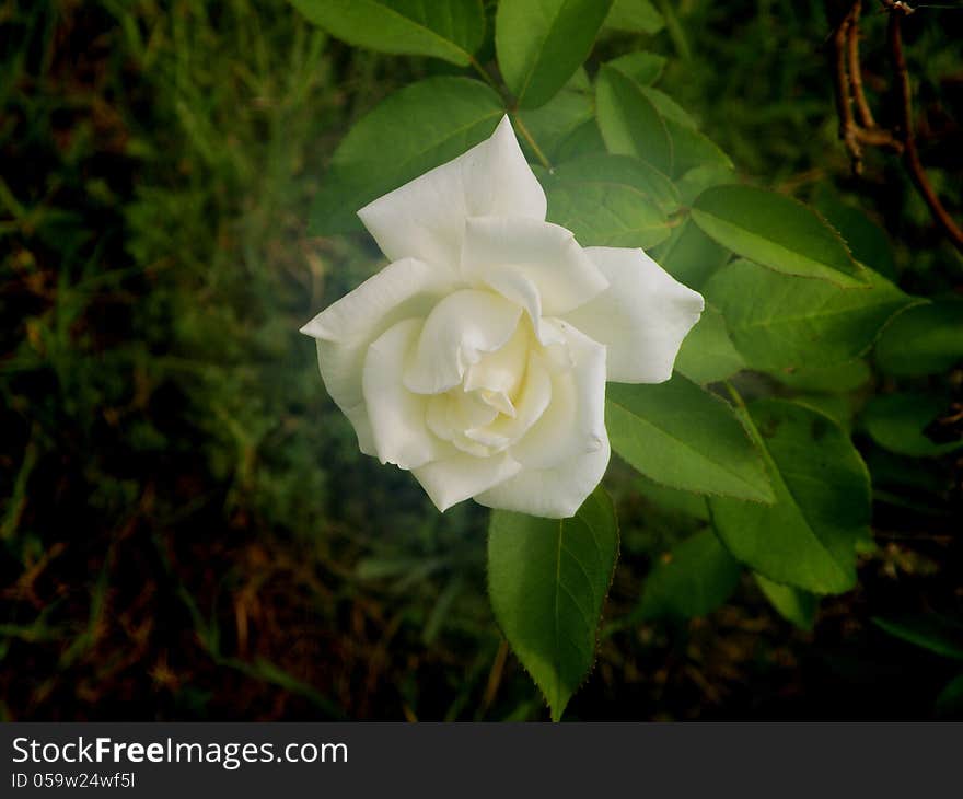 Single White Rose