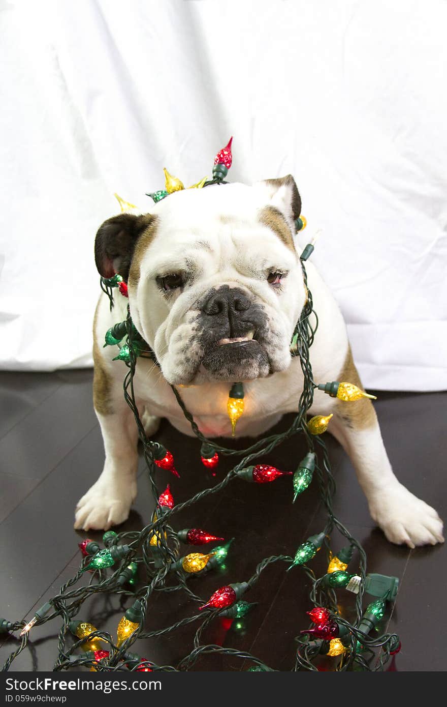 English Bulldog wrapped in Christmas lights on wood floor with white background. English Bulldog wrapped in Christmas lights on wood floor with white background