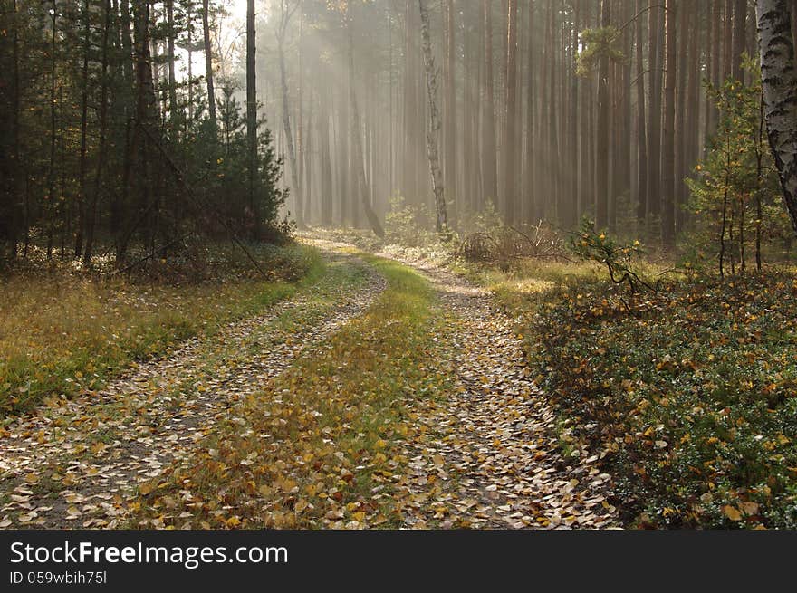 The photo shows a forest road in the morning. The road turns to the left. On both sides of the growing sosonowy forest. The road rises morning fog lightened sun. Way cover fallen, wet leaves. The photo shows a forest road in the morning. The road turns to the left. On both sides of the growing sosonowy forest. The road rises morning fog lightened sun. Way cover fallen, wet leaves.