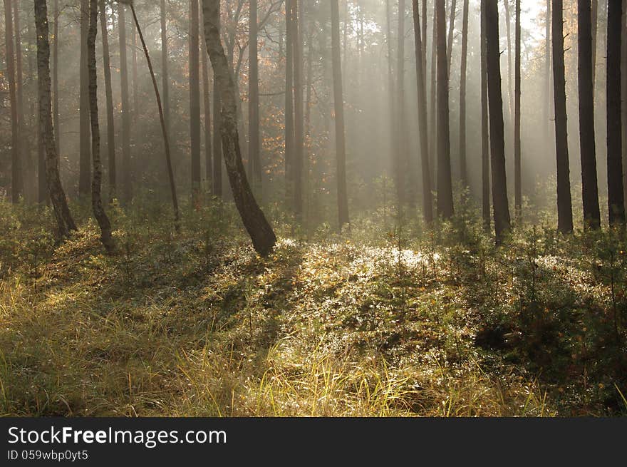 The photo shows pine forest high in the morning mist absorbed the sun lit up. The photo shows pine forest high in the morning mist absorbed the sun lit up.