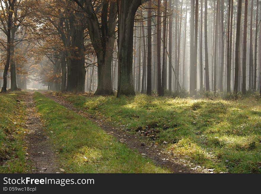 The photo shows the forest in autumn. On the right side of the frame are tall pines on the left side is a forest road on which they grow oaks. The leaves of trees are brown in color. Forest is steeped in the morning fog lit up the sun.