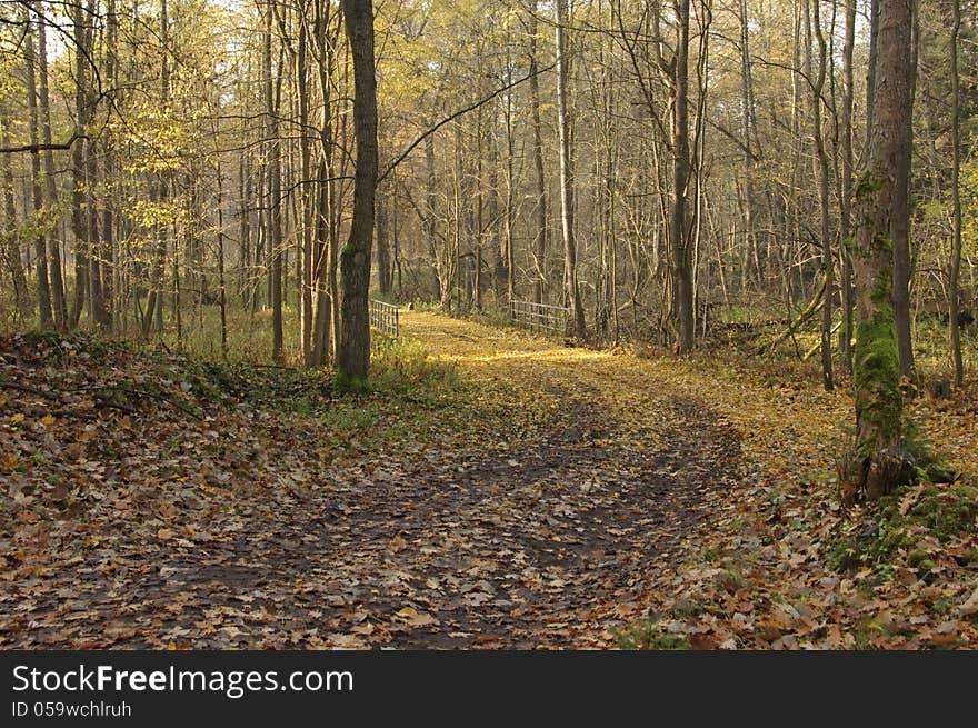 The photo shows the forest in autumn. The main theme is the twisting forest road to the left. At the end of the curve, we see metal bridge railing. Road and near the ground is covered with a thick layer of yellow leaves.