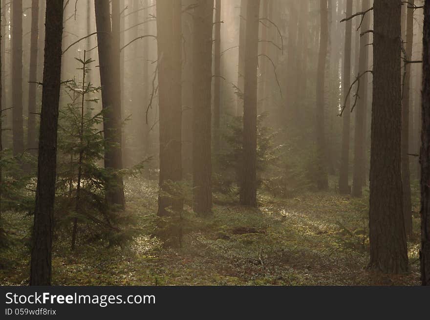 The photo shows pine forest high in the morning mist absorbed the sun lit up. The photo shows pine forest high in the morning mist absorbed the sun lit up.