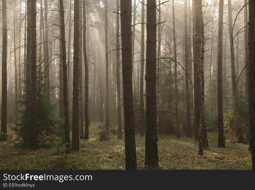 The photo shows pine forest high in the morning mist absorbed the sun lit up. The photo shows pine forest high in the morning mist absorbed the sun lit up.