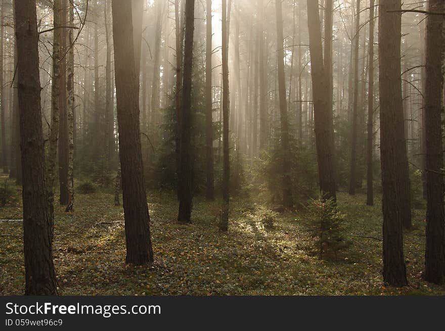 The photo shows pine forest high in the morning mist absorbed the sun lit up. The photo shows pine forest high in the morning mist absorbed the sun lit up.