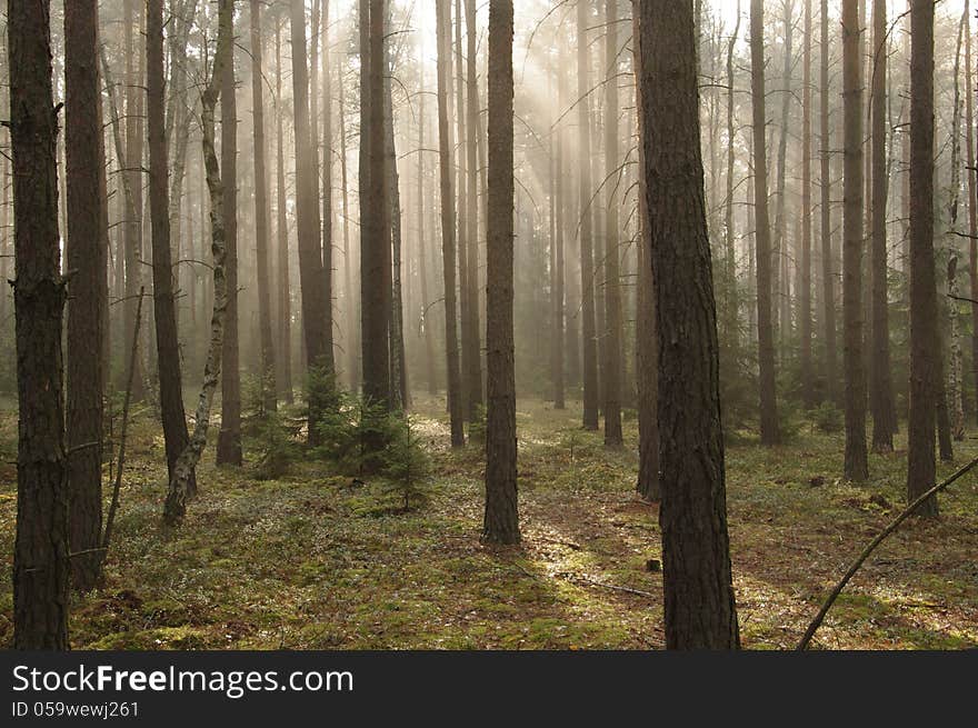 The photo shows pine forest high in the morning mist absorbed the sun lit up. The photo shows pine forest high in the morning mist absorbed the sun lit up.