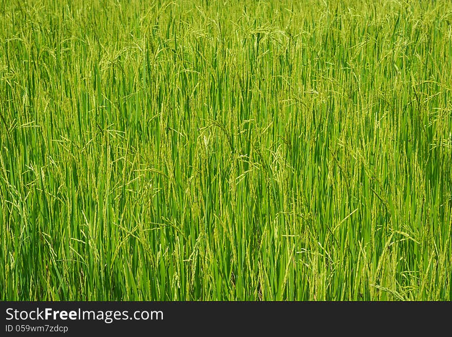 Paddy Field