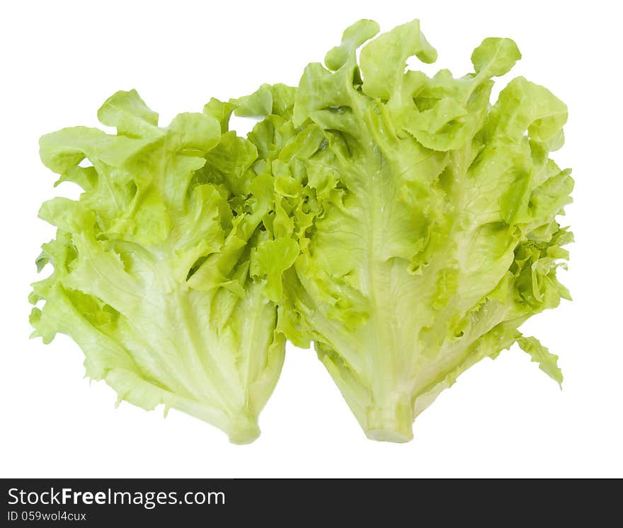 Oak Leaf Lettuce isolated over white background. Oak Leaf Lettuce isolated over white background.