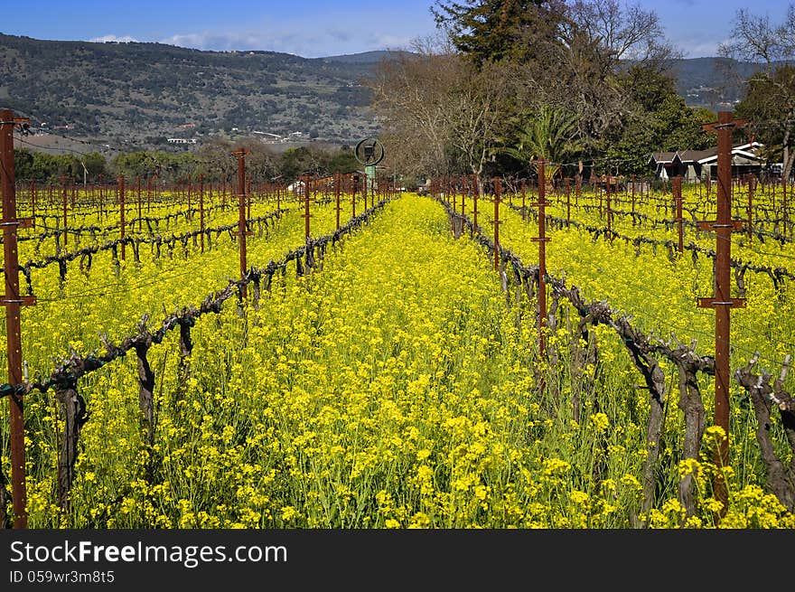 A Napa Valley vineyard full of blooming mustard flowers in spring.