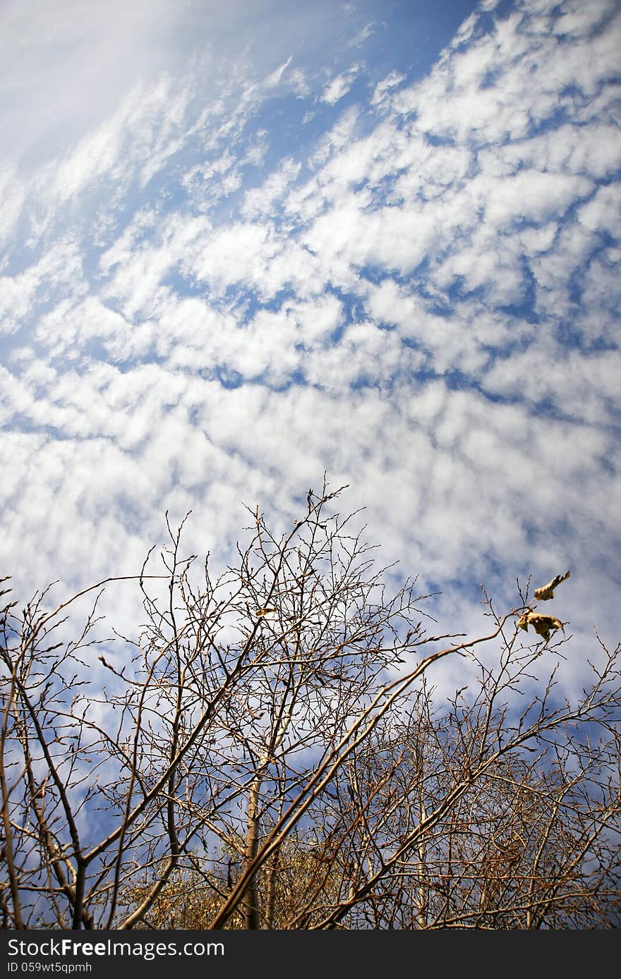 Landscape with branches and sky in autumn