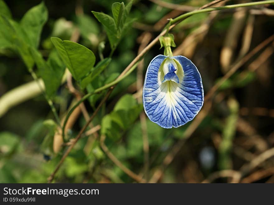 Bloom Butterfly pea on vine