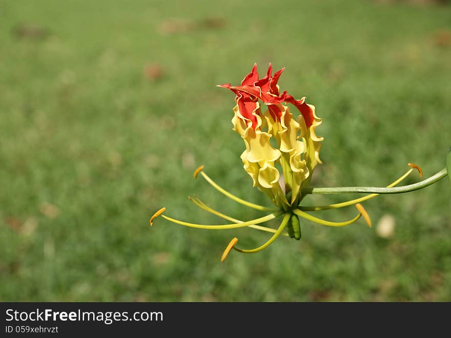 Bloom Flame lily on green grass background