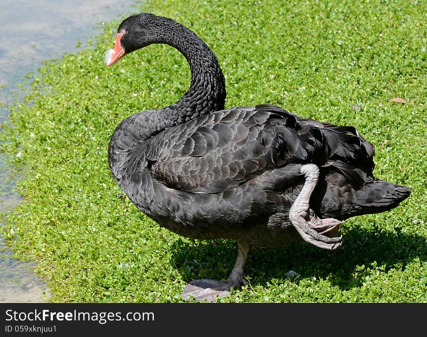 Silky Black Swan