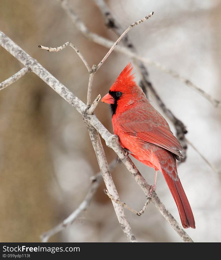 Male Cardinal