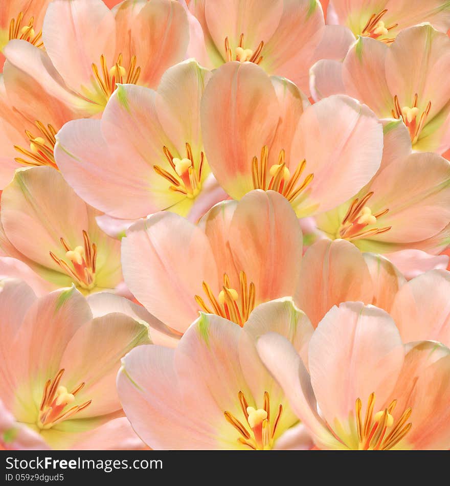 Pink tulips background