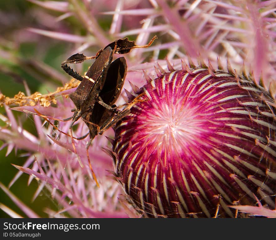 Beetle Procreation on Thistle