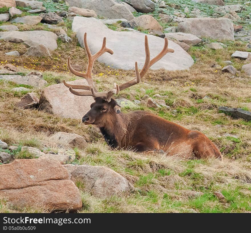 Resting Elk on Tundra