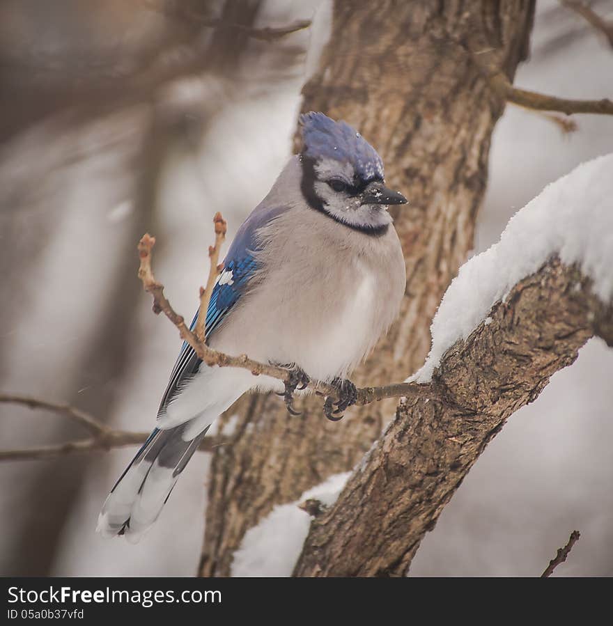 Chilly Bluejay